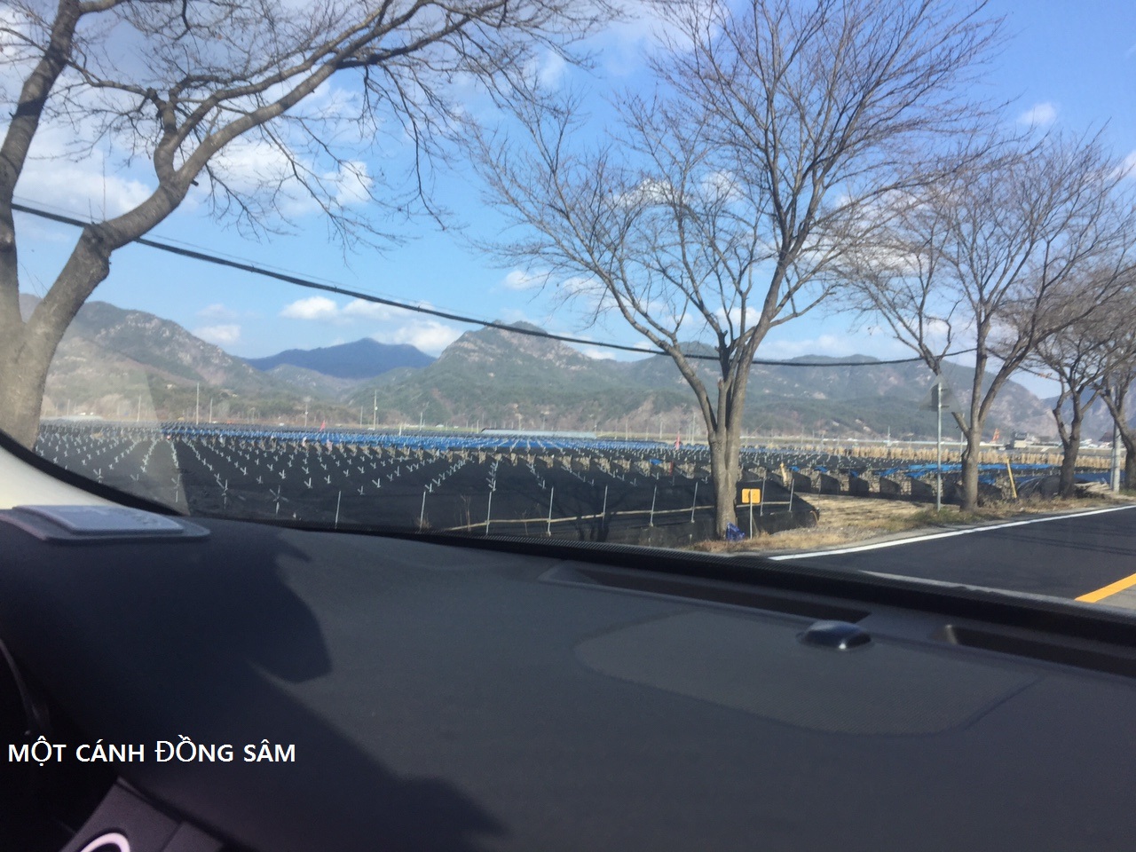 CÁNH ĐỒNG SÂM - KUM SAN CÁNH ĐỒNG SÂM - KUM SAN