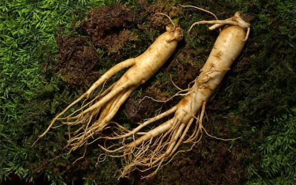 Nhân sâm là vị thuốc bổ quý hiếm, đứng đầu trong 4 vị thuốc thượng hạng của Đông y (Sâm, Nhung, Quế, Phụ). Nhân sâm là vị thuốc bổ quý hiếm, đứng đầu trong 4 vị thuốc thượng hạng của Đông y (Sâm, Nhung, Quế, Phụ).